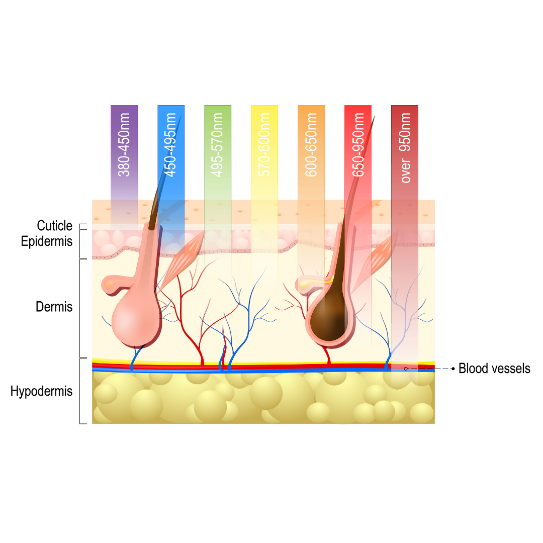 An image showing how LED light therapy penetrates the skin to aid in multiple uses like anti aging and acne reduction and prevention